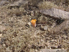 A lonely flower near the mine site