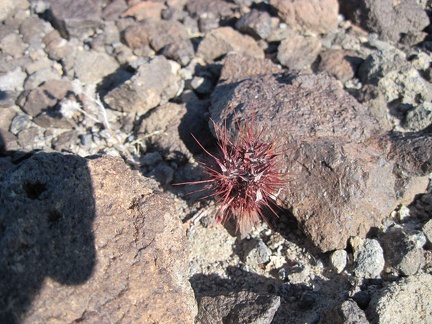 This little guy might be a young barrel cactus sprout