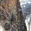 I look at sap on the bark of the pinon pine at my former Keystone Canyon campsite while drinking water and eating almonds