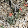A few little red flowers catch my eye as I walk quickly down the canyon: probably Scarlet gilia