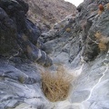 A tuft of grass grows in a tinaja (rock water basin) in the narrows in Bull Canyon