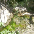 The meagre stream contains as much algae as it does water