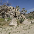 A boulder pile and joshua trees greet me as I arrive at Butcher Knife Canyon wash