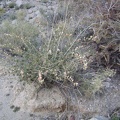 Desert mallow