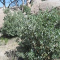 Manzanitas, which are not usually a desert plant, grow here and there in the Eagle Rocks area