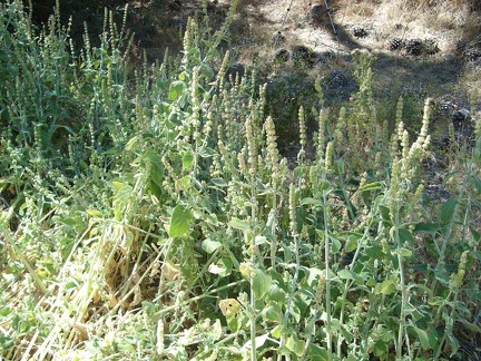 These stachys (?) plants fill the entire creek bed.