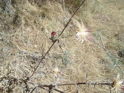 One last hummingbird-attracting bloom remains on this thistle, which I believe is the California native red thistle.