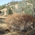 A small California buckeye tree along Bear Spring Road (aesculus californica).