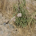 Milkweed growing along Orestimba Creek Road (asclepias fascicularis?).