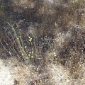  A yellow-flowered buckwheat-like plant.