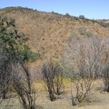 View of damage from last year's brush fire from White Tank Spring Trail, Henry Coe State Park