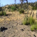 At first, I find myself climbing up through a very burnt landscape looking for the trail