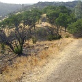 Pacheco Ridge Road is a classic Henry Coe roller-coaster-ridge road with uphills in both directions