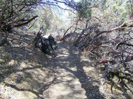China Hole Trail passes briefly through a stand of manzanitas