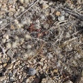 It's easy to miss little piles of cactus droppings like these as you walk over them in the Mojave Desert