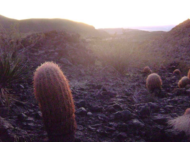 06411-sunset-cactus-800px.jpg
