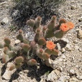 Peach cactus flowers on the plateau northeast of Indian Spring