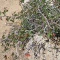 Rhus trilobata is common in many desert washes like Juniper Spring wash