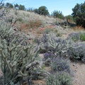 Plenty of cholla cactus also lives in Juniper Spring wash