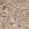 I manage to photograph this zebra-tailed lizard near Indian Spring before he scurries away