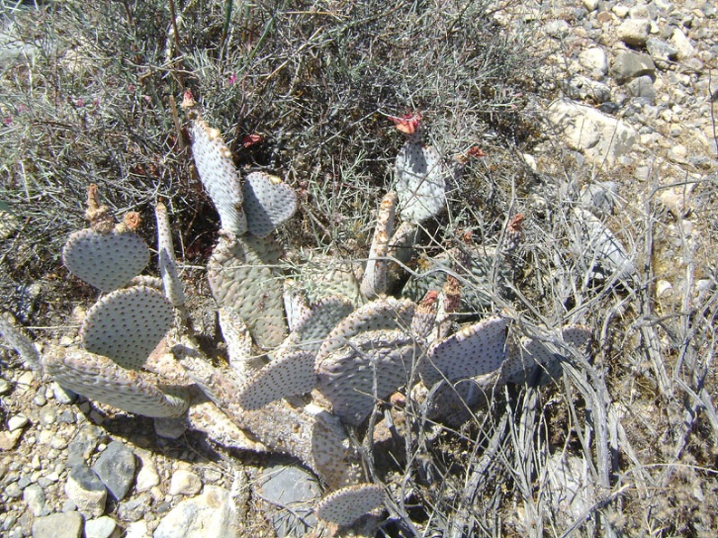 01577-cactus.jpg