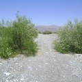 I pass again through the stand of desert willows on the way back to the tent