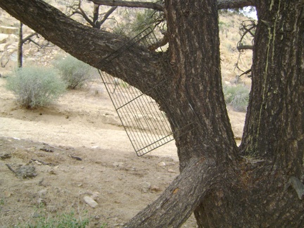 A BBQ grate hangs from that lone pinon pine in the wash