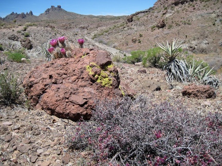 As I climb down into the canyon leading to Malpais Spring, I'm greeted by pink cactus and range ratany flowers