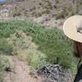 After a short distance, I climb up out of the canyon to circumvent a thicket of willow, desert willow and catclaw