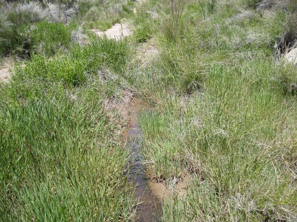Near the source of Malpais Spring is a moist, grassy area that's probably underwater during wetter periods