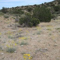 I walk through a patch of yellow desert marigolds (the large flowers) and goldfields (the tiny yellow ones)