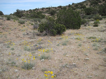 I walk through a patch of yellow desert marigolds (the large flowers) and goldfields (the tiny yellow ones)