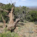 I spy an old tree trunk on the McCullough Mountains ridge line