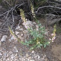 Another Palmer's penstemon starting to bloom
