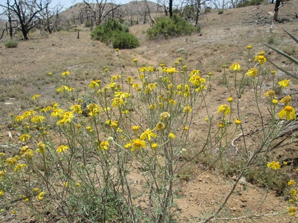 Several types of yellow flowers grow in the Mid Hills campground area and a few of them are still blooming today