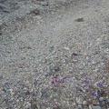 Diminutive phacelia flowers grow in the road on the "shortcut" between Globe Mine Road's south and middle forks