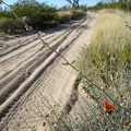 I pass a few early Desert mallow flowers along the Mojave Road