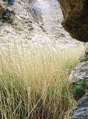 I climb the rock wall a wee bit as I try to squeeze past and above the reeds
