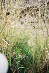 Bushwhacking my way through more reeds