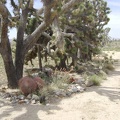 At the base of the joshua-tree grove are rocks and a few other native plants
