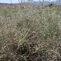 There's quite a bit of Paperbag bush growing on the burned plain between Butcher Knife Canyon and Cottonwood Spring
