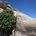 I pass a Scrub oak growing in a crevice in the rocks near Howe Spring