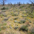 On the edge of the now-dry wet area are lots of tiny yellow flowers