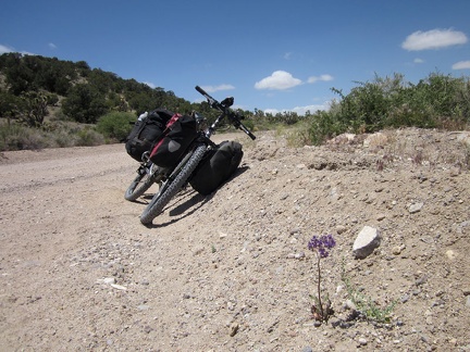 I pull over on Ivanpah Road to check out a couple of Phacelias (Desert canterbury bells) in bloom