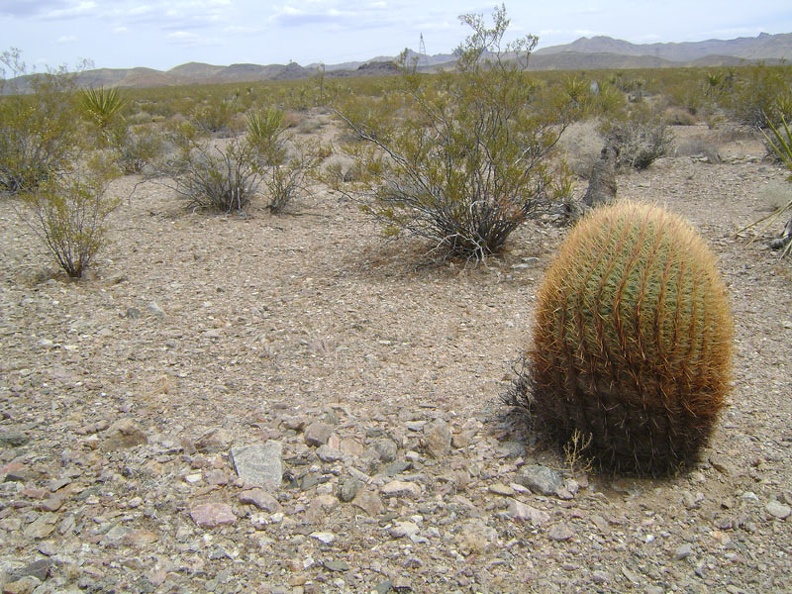 03447-barrel-cactus.jpg