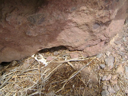 Nearby, I discover some bones in a nest huddled in the rocks