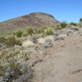 The Piute Gorge Trail joins the Old Government Road and I approach the crest