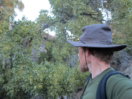 I walk through a few cottonwood trees to get back to the stream that emanates from nearby Piute Spring