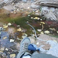 I pick this spot in the shallow stream, just deep enough to filter water; lots of cottonwood leaves floating around