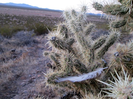 A bird feather is stuck in this cholla cactus